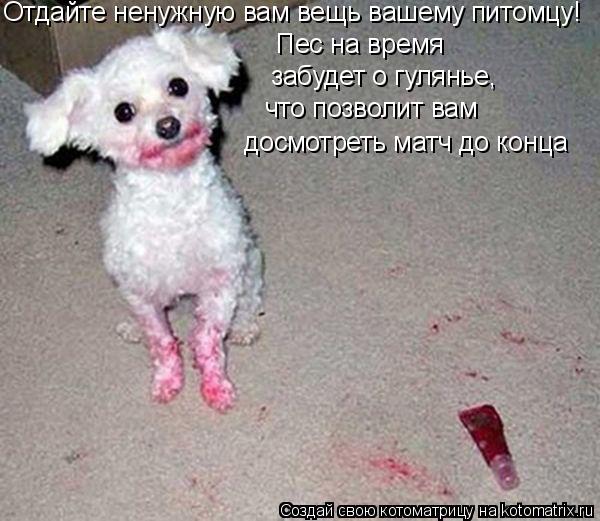 досмотреть матч до конца Отдайте ненужную вам вещь вашему питомцу! Пес на время забудет о гулянье, чт... Котоматрица: досмотреть матч до конца Отдайте ненужную вам вещь вашему питомцу! Пес на время забудет о гулянье, что позволит вам