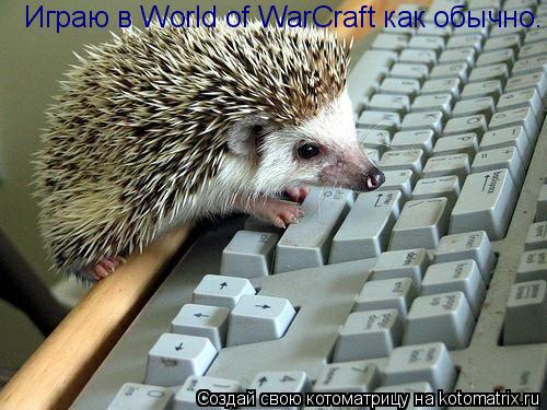 Играю в World of WarCraft как обычно.... Котоматрица: Играю в World of WarCraft как обычно.