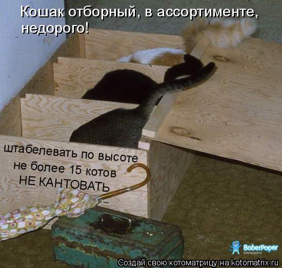 штабелевать по высоте не более 15 котов НЕ КАНТОВАТЬ Кошак отборный, в ассортименте, недорого!... Котоматрица: штабелевать по высоте не более 15 котов НЕ КАНТОВАТЬ Кошак отборный, в ассортименте, недорого!