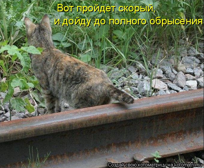 Вот пройдет скорый, и дойду до полного обрысения... Котоматрица: Вот пройдет скорый, и дойду до полного обрысения
