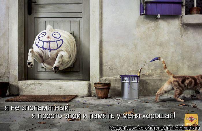 я не злопамятный... я просто злой и память у меня хорошая!... Котоматрица: я не злопамятный... я просто злой и память у меня хорошая!