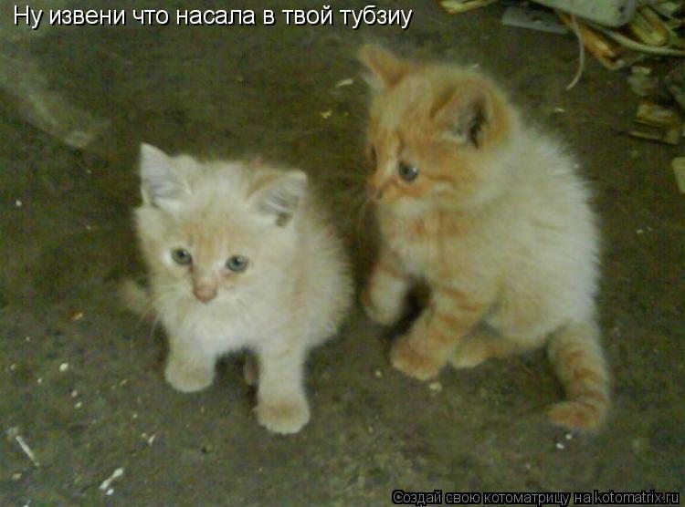 Ну извени что насала в твой тубзиу... Котоматрица: Ну извени что насала в твой тубзиу