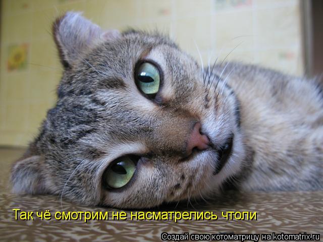 Так чё смотрим не насматрелись чтоли... Котоматрица: Так чё смотрим не насматрелись чтоли
