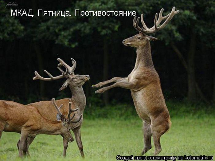 МКАД. Пятница. Противостояние... Котоматрица: МКАД. Пятница. Противостояние