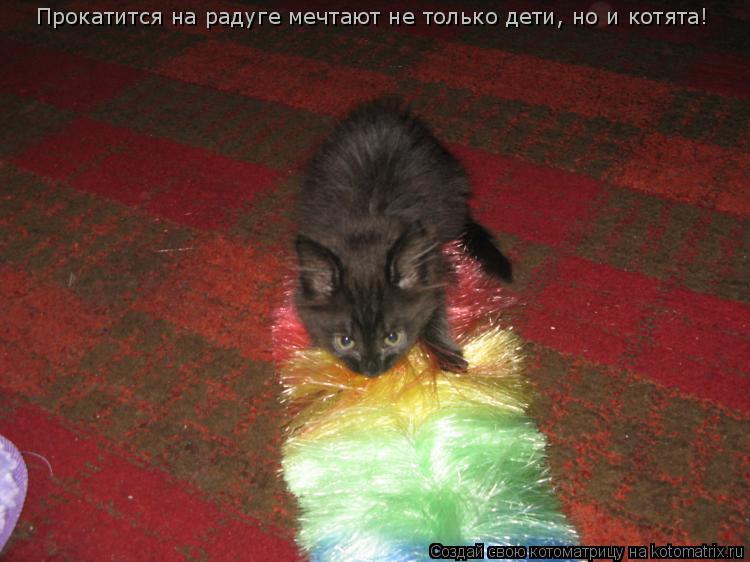 Прокатится на радуге мечтают не только дети, но и котята!... Котоматрица: Прокатится на радуге мечтают не только дети, но и котята!