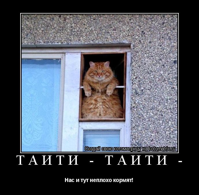 ТАИТИ - ТАИТИ - Нас и тут неплохо кормят!... Котоматрица: ТАИТИ - ТАИТИ - Нас и тут неплохо кормят!