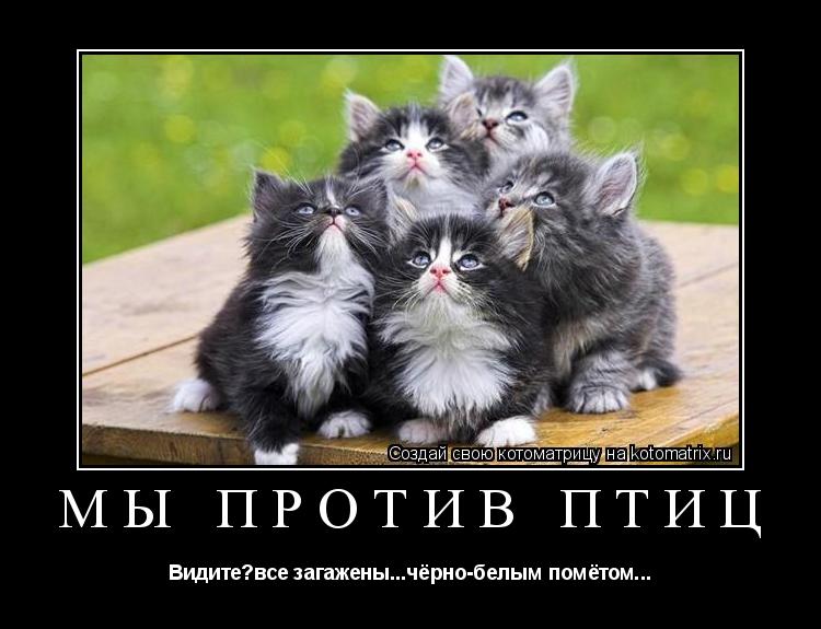Мы против птиц Видите?все загажены...чёрно-белым помётом...... Котоматрица: Мы против птиц Видите?все загажены...чёрно-белым помётом...