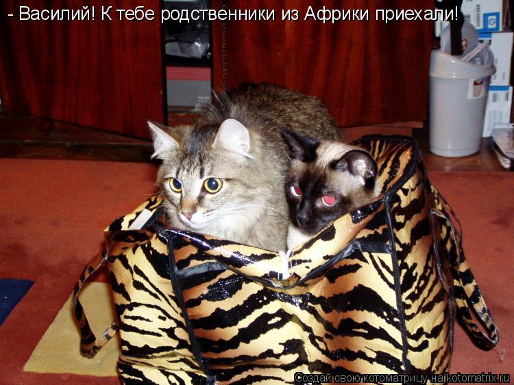 - Василий! К тебе родственники из Африки приехали!... Котоматрица: - Василий! К тебе родственники из Африки приехали!