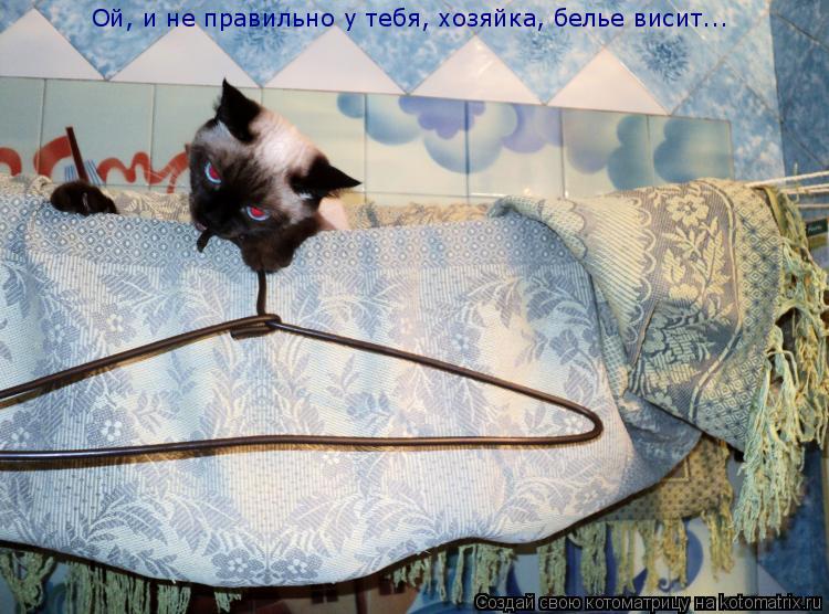 Ой, и не правильно у тебя, хозяйка, белье висит...... Котоматрица: Ой, и не правильно у тебя, хозяйка, белье висит...