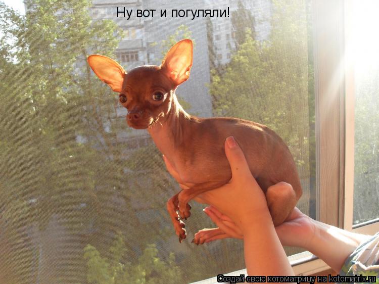 Ну вот и погуляли!... Котоматрица: Ну вот и погуляли!