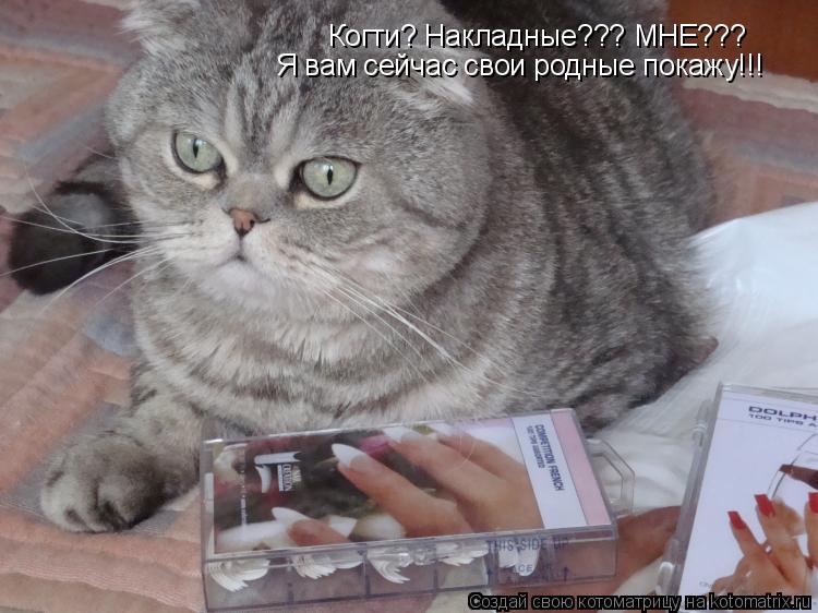 Когти? Накладные??? МНЕ??? Я вам сейчас свои родные покажу!!!... Котоматрица: Когти? Накладные??? МНЕ??? Я вам сейчас свои родные покажу!!!