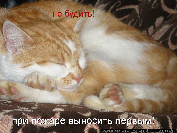 не будить! при пожаре,выносить первым!... Котоматрица: не будить! при пожаре,выносить первым!