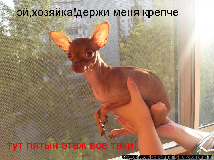 эй,хозяйка!держи меня крепче тут пятый этаж все таки!... Котоматрица: эй,хозяйка!держи меня крепче тут пятый этаж все таки!