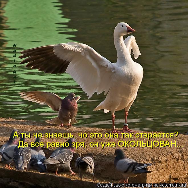 А ты не знаешь, чо это она так старается? Да все равно зря, он уже ОКОЛЬЦОВАН...... Котоматрица: А ты не знаешь, чо это она так старается? Да все равно зря, он уже ОКОЛЬЦОВАН...