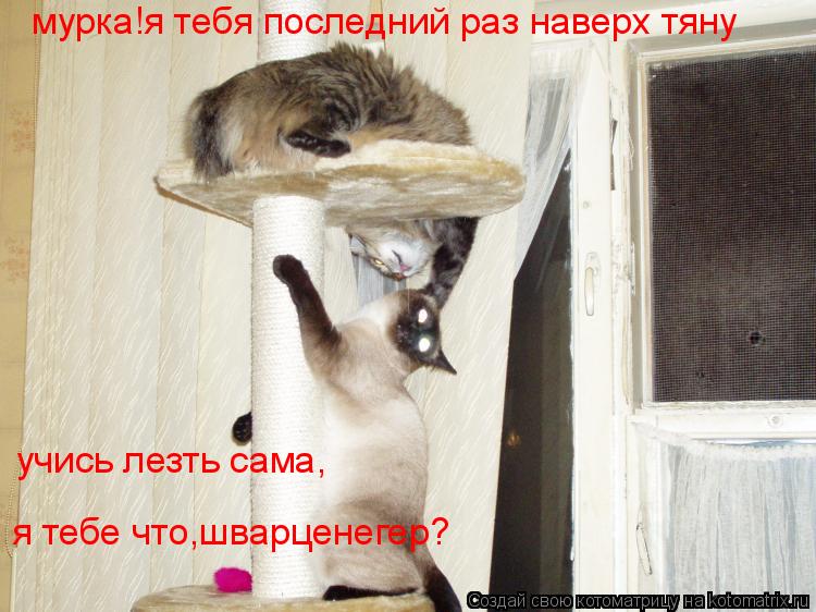 мурка!я тебя последний раз наверх тяну учись лезть сама, я тебе что,шварценегер?... Котоматрица: мурка!я тебя последний раз наверх тяну учись лезть сама, я тебе что,шварценегер?