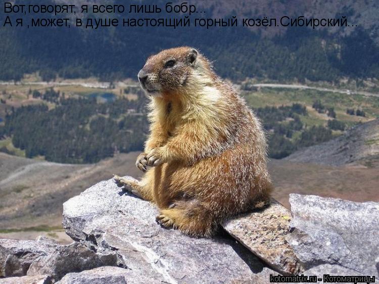 Вот,говорят, я всего лишь бобр... А я ,может, в душе настоящий горный козёл.Сибирский...... Котоматрица: Вот,говорят, я всего лишь бобр... А я ,может, в душе настоящий горный козёл.Сибирский...