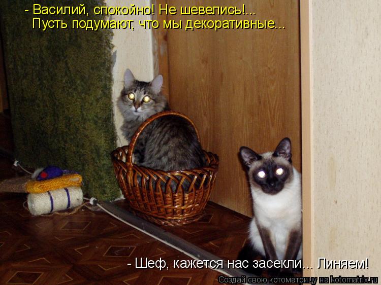 - Шеф, кажется нас засекли... Линяем! - Василий, спокойно! Не шевелись!... Пусть подумают, что мы дек... Котоматрица: - Шеф, кажется нас засекли... Линяем! - Василий, спокойно! Не шевелись!... Пусть подумают, что мы декоративные...