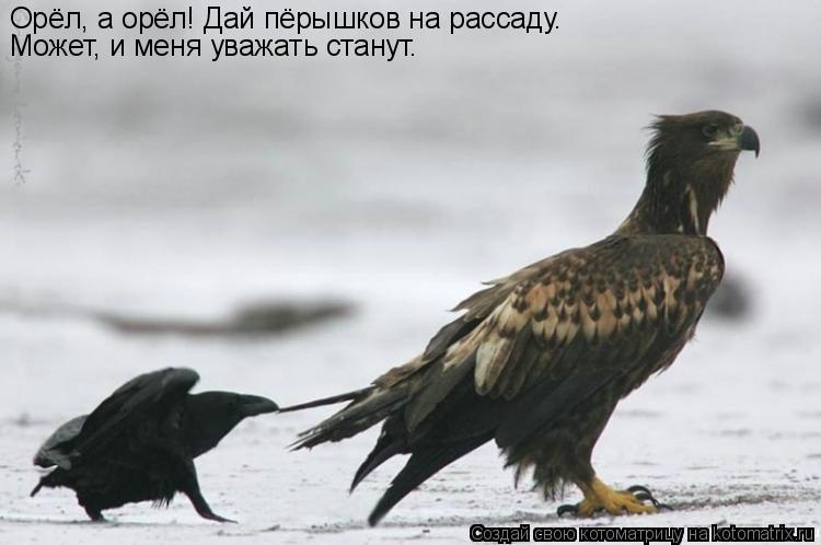 Орёл, а орёл! Дай пёрышков на рассаду. Может, и меня уважать станут.... Котоматрица: Орёл, а орёл! Дай пёрышков на рассаду. Может, и меня уважать станут.