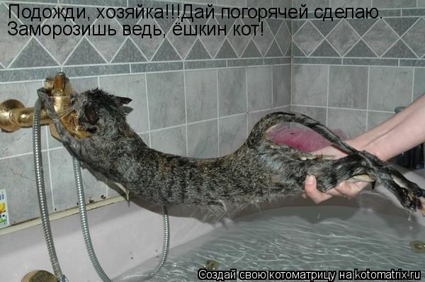 Котоматрица: Подожди, хозяйка!!!Дай погорячей сделаю. Заморозишь ведь, ёшкин кот!