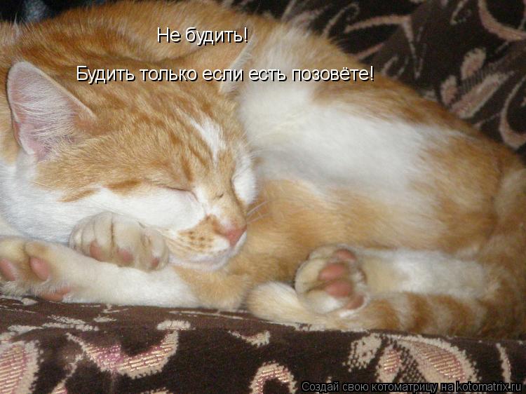 Не будить! Будить только если есть позовёте!... Котоматрица: Не будить! Будить только если есть позовёте!