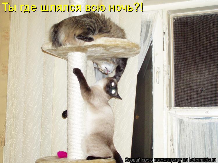 Ты где шлялся всю ночь?!... Котоматрица: Ты где шлялся всю ночь?!