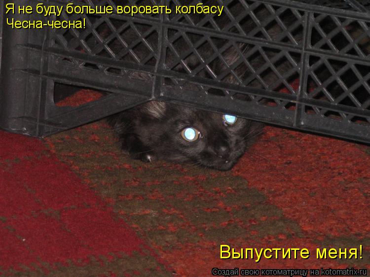 Я не буду больше воровать колбасу Чесна-чесна! Выпустите меня!... Котоматрица: Я не буду больше воровать колбасу Чесна-чесна! Выпустите меня!