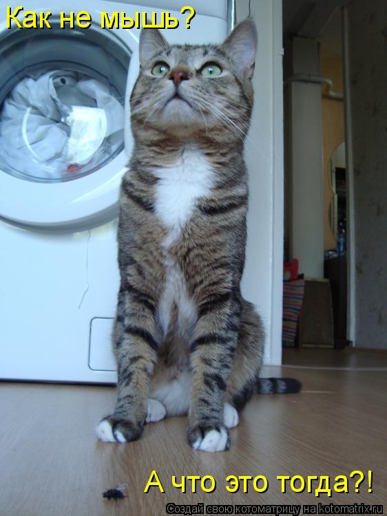 Как не мышь? А что это тогда?!... Котоматрица: Как не мышь? А что это тогда?!