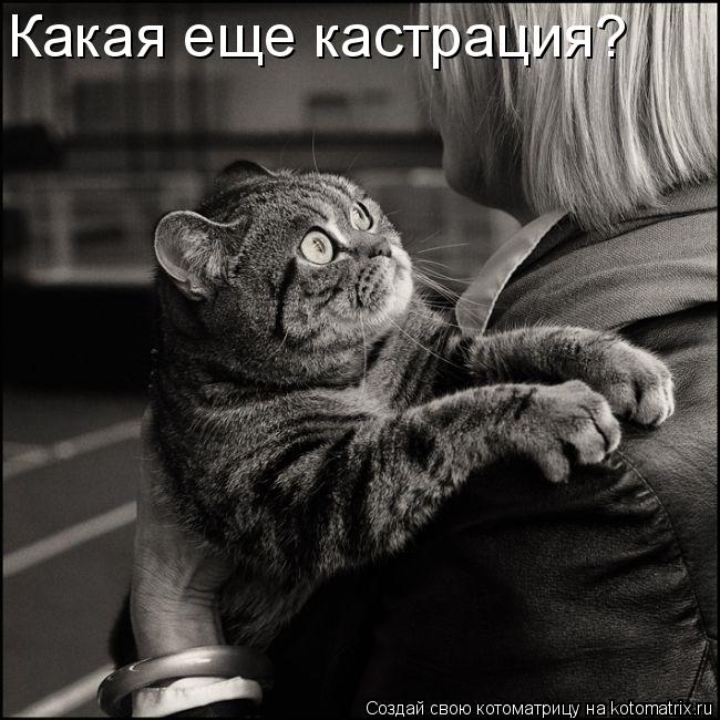 Какая еще кастрация?... Котоматрица: Какая еще кастрация?