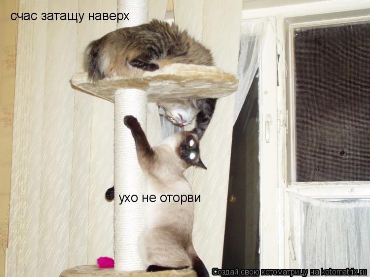 счас затащу наверх ухо не оторви... Котоматрица: счас затащу наверх ухо не оторви