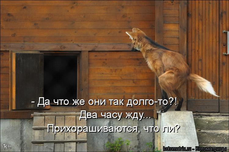 Котоматрица: - Да что же они так долго-то?!  Два часу жду... Прихорашиваются, что ли?