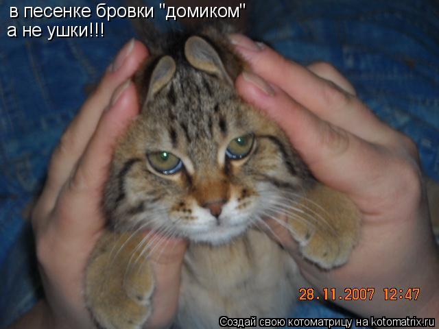 в песенке бровки "домиком" а не ушки!!!... Котоматрица: в песенке бровки "домиком" а не ушки!!!