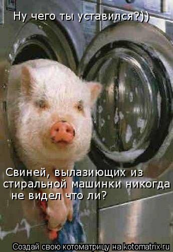 Ну чего ты уставился?)) Свиней, вылазиющих из стиральной машинки никогда не видел что ли?... Котоматрица: Ну чего ты уставился?)) Свиней, вылазиющих из стиральной машинки никогда не видел что ли?