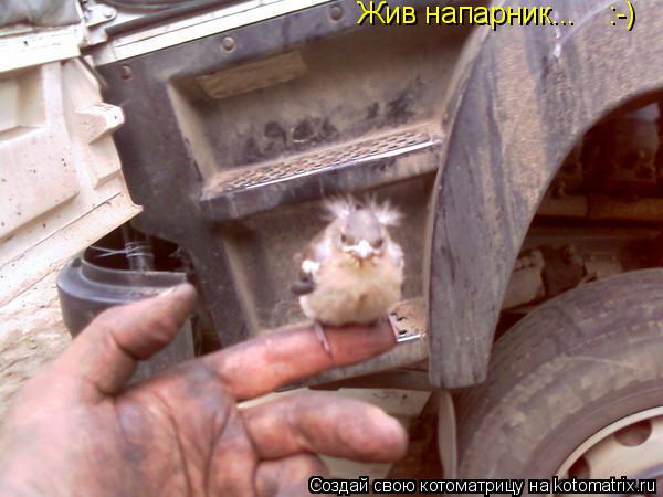Жив напарник... :-)... Котоматрица: Жив напарник... :-)