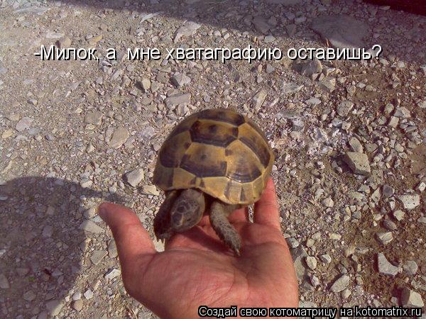 -Милок, а мне хватаграфию оставишь?... Котоматрица: -Милок, а мне хватаграфию оставишь?