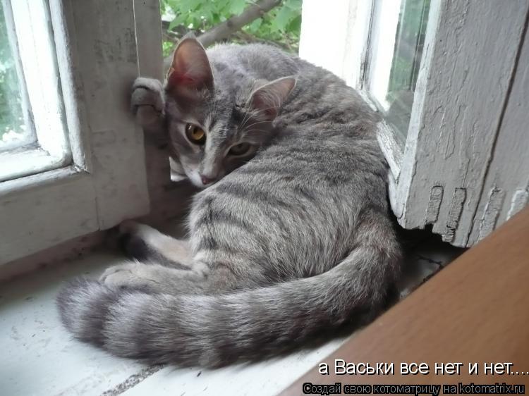 а Васьки все нет и нет....... Котоматрица: а Васьки все нет и нет....