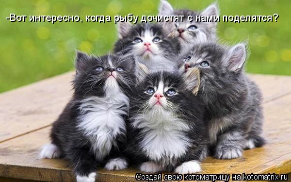 -Вот интересно, когда рыбу дочистят с нами поделятся?... Котоматрица: -Вот интересно, когда рыбу дочистят с нами поделятся?