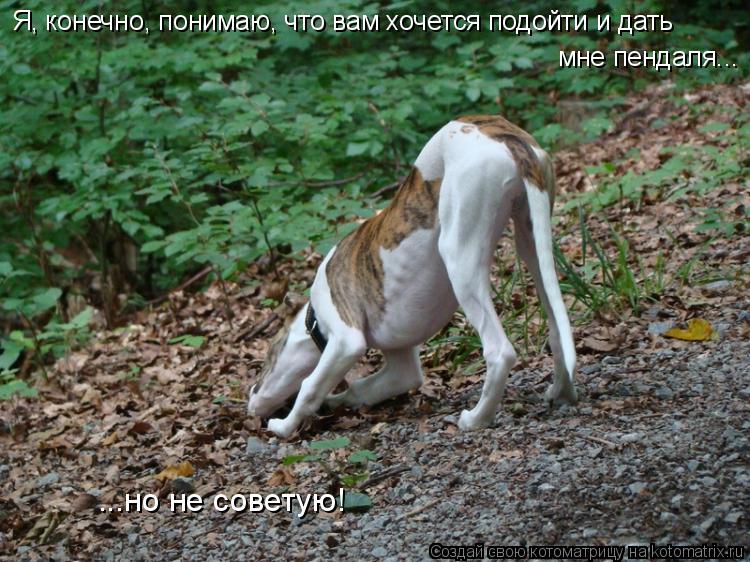 Я, конечно, понимаю, что вам хочется подойти и дать мне пендаля... ...но не советую!... Котоматрица: Я, конечно, понимаю, что вам хочется подойти и дать мне пендаля... ...но не советую!
