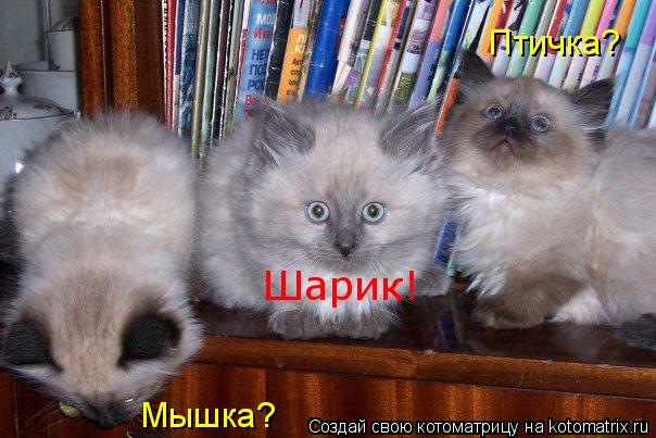 Мышка? Птичка? Шарик!... Котоматрица: Мышка? Птичка? Шарик!