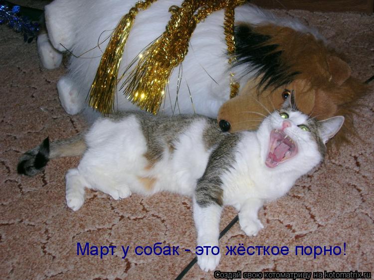 Март у собак - это жёсткое порно!... Котоматрица: Март у собак - это жёсткое порно!