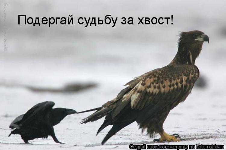 Подергай судьбу за хвост!... Котоматрица: Подергай судьбу за хвост!