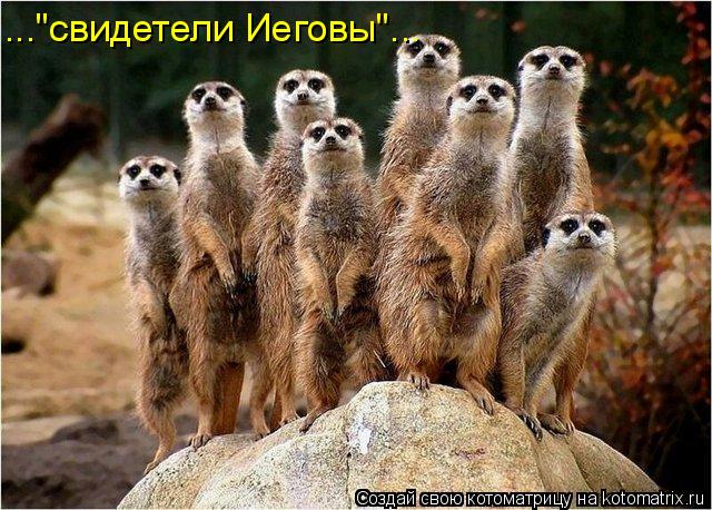 ..."свидетели Иеговы"...... Котоматрица: ..."свидетели Иеговы"...