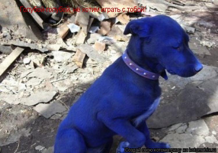 Голубой-голубой, не хотим играть с тобой!... Котоматрица: Голубой-голубой, не хотим играть с тобой!