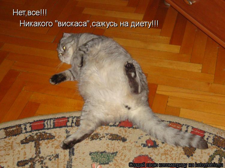 Нет,все!!! Никакого "вискаса",сажусь на диету!!!... Котоматрица: Нет,все!!! Никакого "вискаса",сажусь на диету!!!