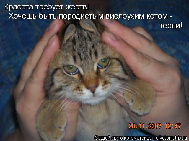 Красота требует жертв! терпи! Хочешь быть породистым вислоухим котом -... Котоматрица: Красота требует жертв! терпи! Хочешь быть породистым вислоухим котом -