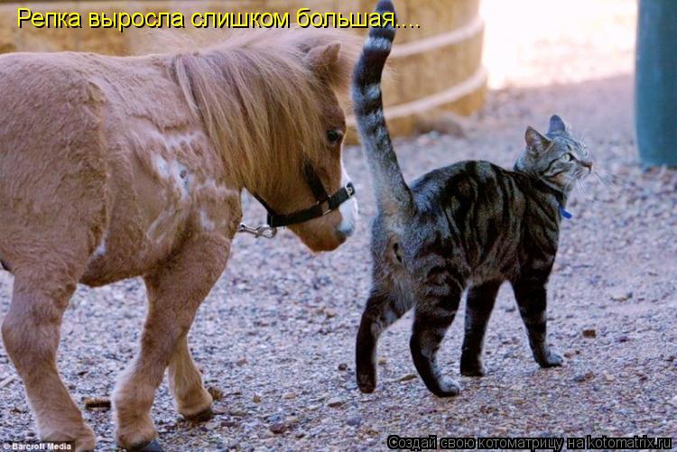 Репка выросла слишком большая....... Котоматрица: Репка выросла слишком большая....