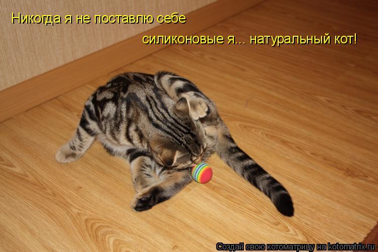 Никогда я не поставлю себе силиконовые я... натуральный кот!... Котоматрица: Никогда я не поставлю себе силиконовые я... натуральный кот!
