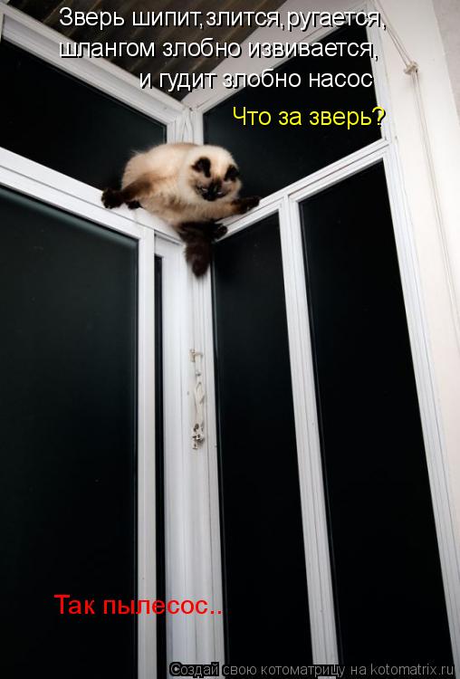 Зверь шипит,злится,ругается, шлангом злобно извивается, и гудит злобно насос Что за зверь? Так пылесо... Котоматрица: Зверь шипит,злится,ругается, шлангом злобно извивается, и гудит злобно насос Что за зверь? Так пылесос..