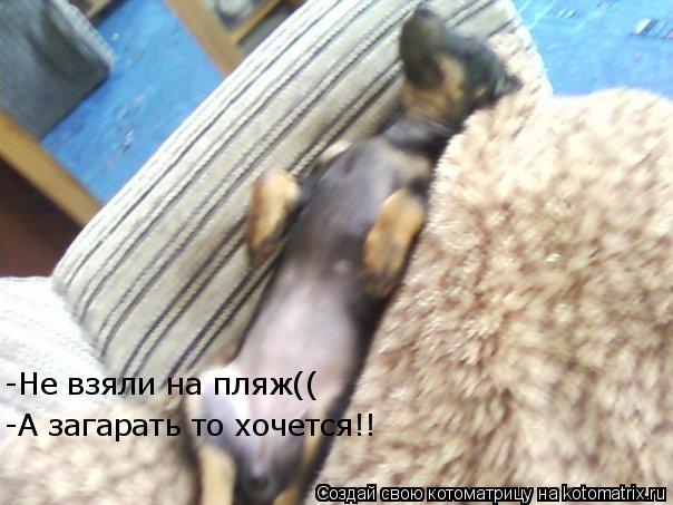 -Не взяли на пляж(( -А загарать то хочется!!... Котоматрица: -Не взяли на пляж(( -А загарать то хочется!!