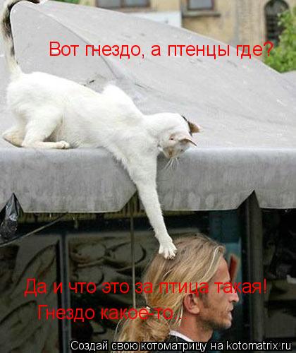 Вот гнездо, а птенцы где? Да и что это за птица такая! Гнездо какое-то...... Котоматрица: Вот гнездо, а птенцы где? Да и что это за птица такая! Гнездо какое-то...
