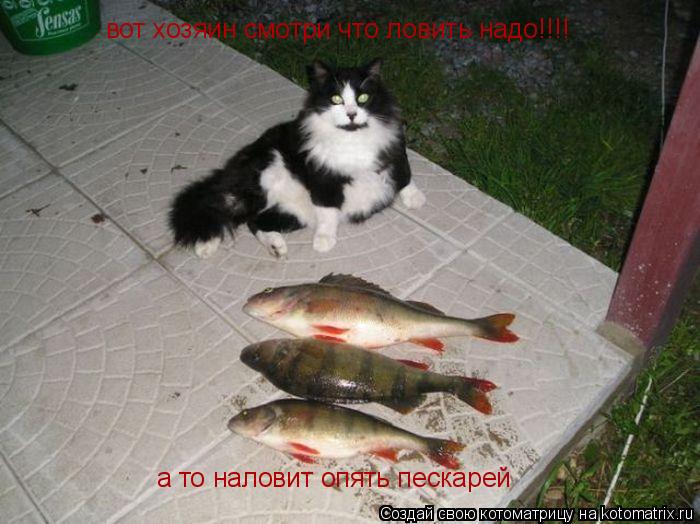 вот хозяин смотри что ловить надо!!!! а то наловит опять пескарей... Котоматрица: вот хозяин смотри что ловить надо!!!! а то наловит опять пескарей